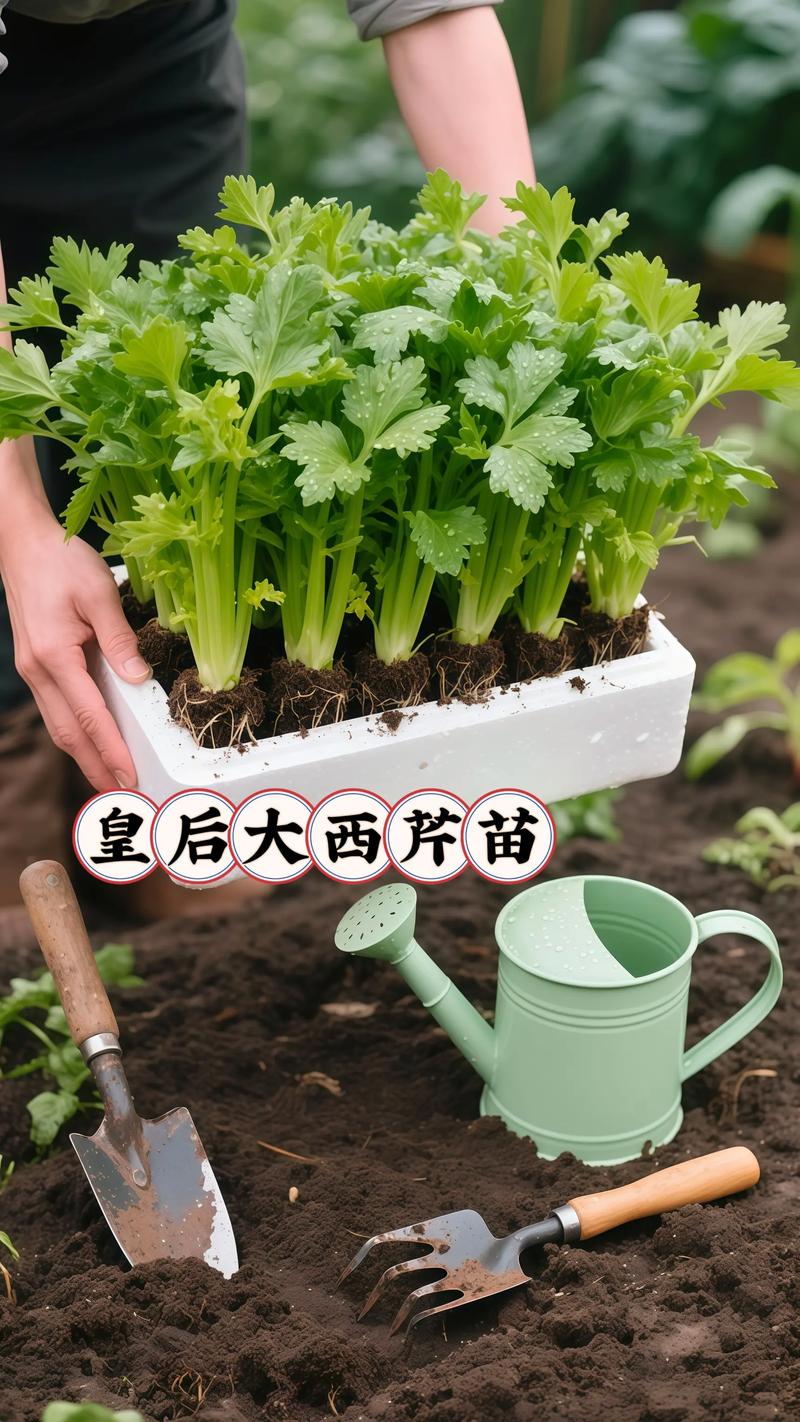 芹菜育苗技术关键点有哪些?-图1 芹菜育苗技术关键点有哪些?-图1