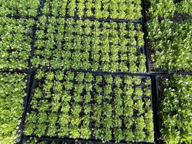 芹菜育苗技术关键点有哪些?-图2 芹菜育苗技术关键点有哪些?-图2