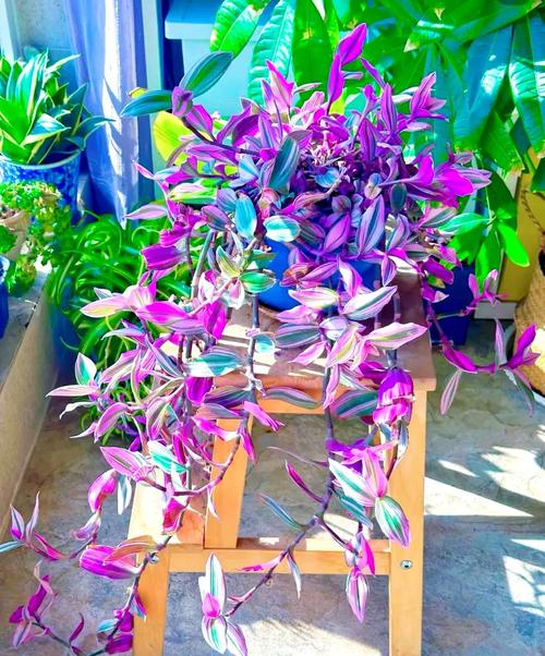 室内吊兰有哪些品种?附图片对比-图3 室内吊兰有哪些品种?附图片对比-图3