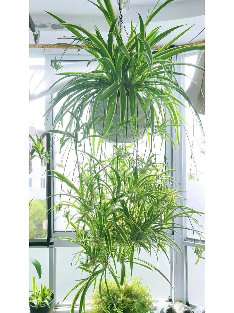 室内吊兰有哪些品种?附图片对比-图2 室内吊兰有哪些品种?附图片对比-图2