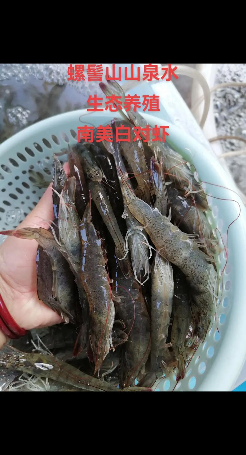 中国进口白对虾有哪几种品种?-图1 中国进口白对虾有哪几种品种?-图1