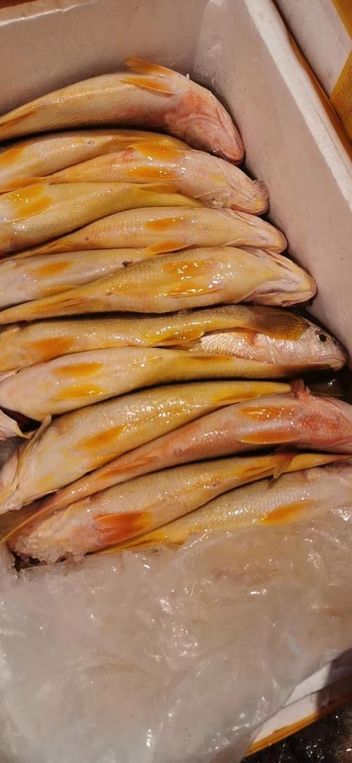 浙江淡水鱼品种有多少?-图1 浙江淡水鱼品种有多少?-图1