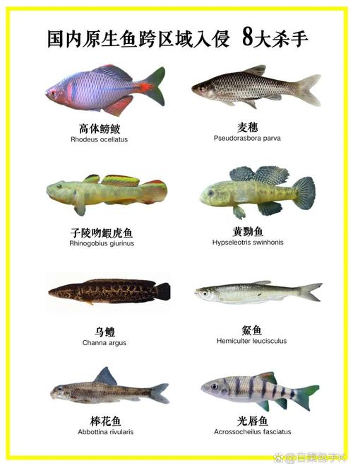 浙江淡水鱼品种有多少?-图2 浙江淡水鱼品种有多少?-图2
