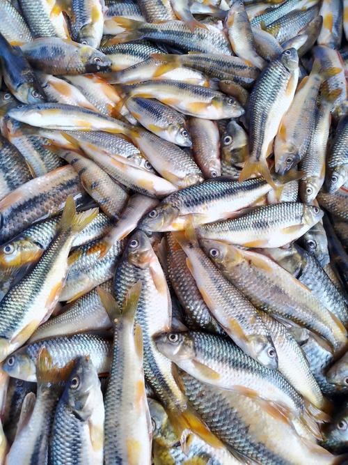 浙江淡水鱼品种有多少?-图3 浙江淡水鱼品种有多少?-图3