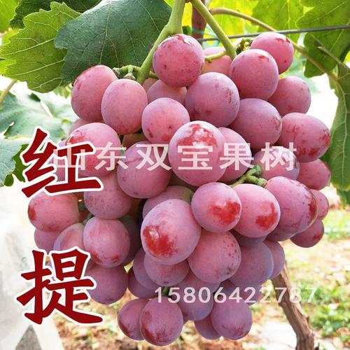 美国红提扦插视频,关键步骤有哪些?-图1 美国红提扦插视频,关键步骤有哪些?-图1