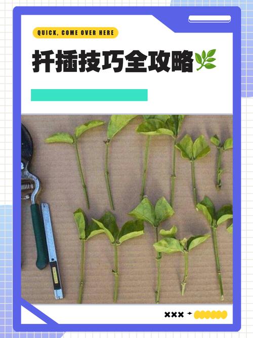 美国红提扦插视频,关键步骤有哪些?-图2 美国红提扦插视频,关键步骤有哪些?-图2