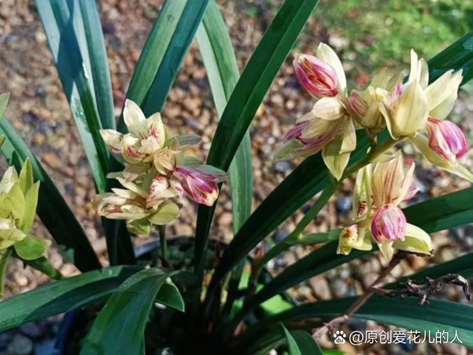 法国兰花有哪些常见品种?-图3 法国兰花有哪些常见品种?-图3