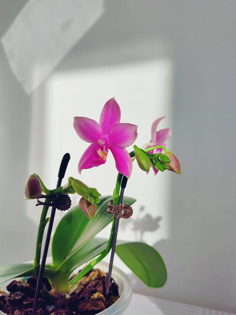 法国兰花有哪些常见品种?-图1 法国兰花有哪些常见品种?-图1