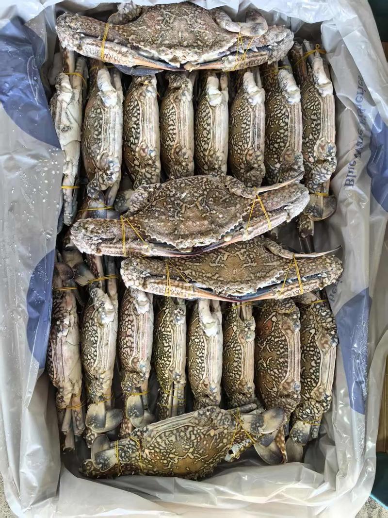 中国水产出口新西兰，主打哪些品种？-图2