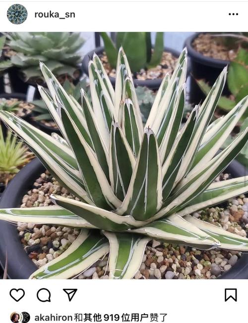 龙舌兰稀有品种有哪些?-图2 龙舌兰稀有品种有哪些?-图2