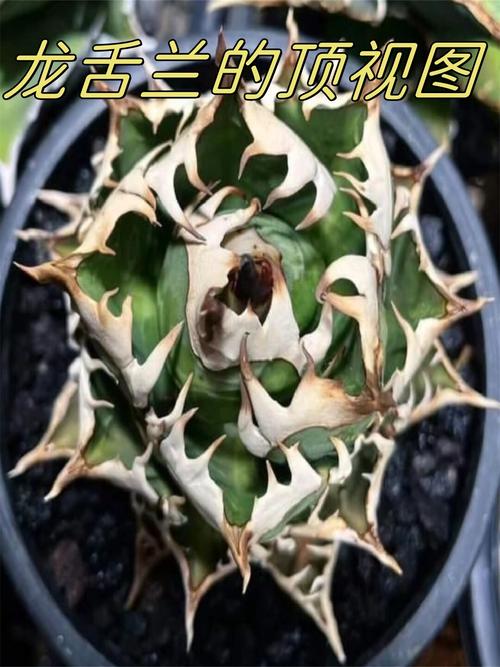 龙舌兰稀有品种有哪些?-图1 龙舌兰稀有品种有哪些?-图1