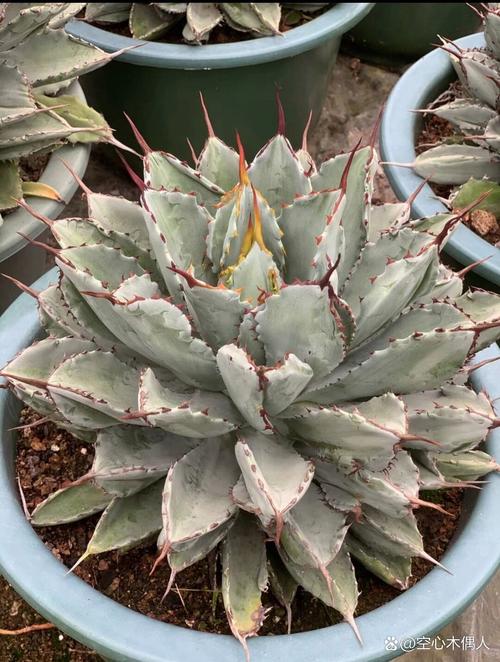 龙舌兰稀有品种有哪些?-图3 龙舌兰稀有品种有哪些?-图3