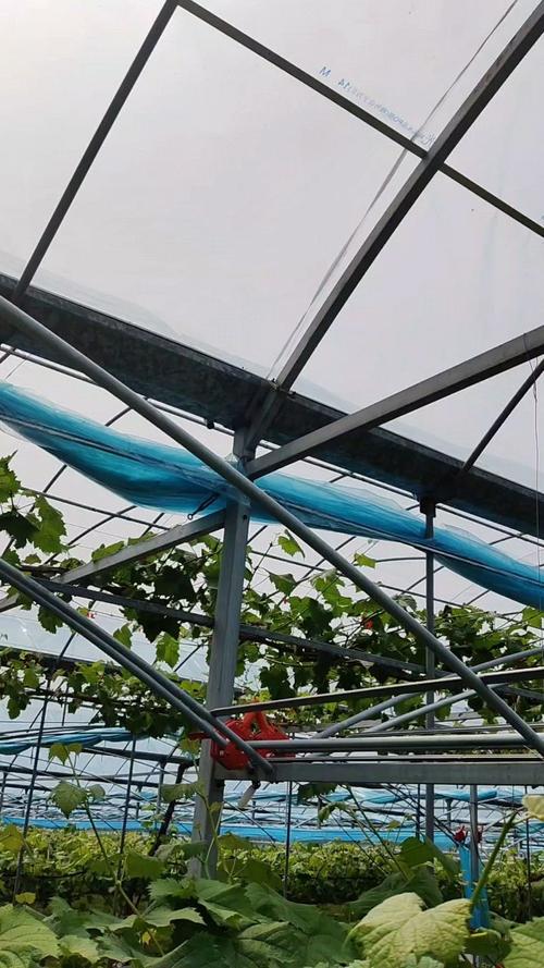 南方大棚葡萄栽培技术要点有哪些？-图3