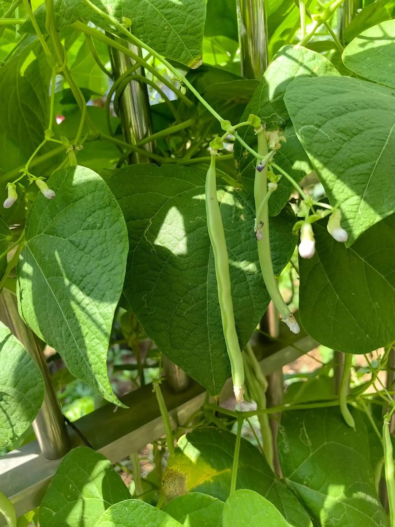 2025年芸豆价格会涨还是跌?-图2 2025年芸豆价格会涨还是跌?-图2