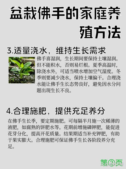 盆栽佛手种植技术要点有哪些?-图2 盆栽佛手种植技术要点有哪些?-图2