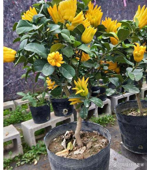 盆栽佛手种植技术要点有哪些?-图3 盆栽佛手种植技术要点有哪些?-图3