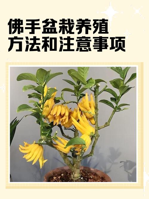 盆栽佛手种植技术要点有哪些?-图1 盆栽佛手种植技术要点有哪些?-图1