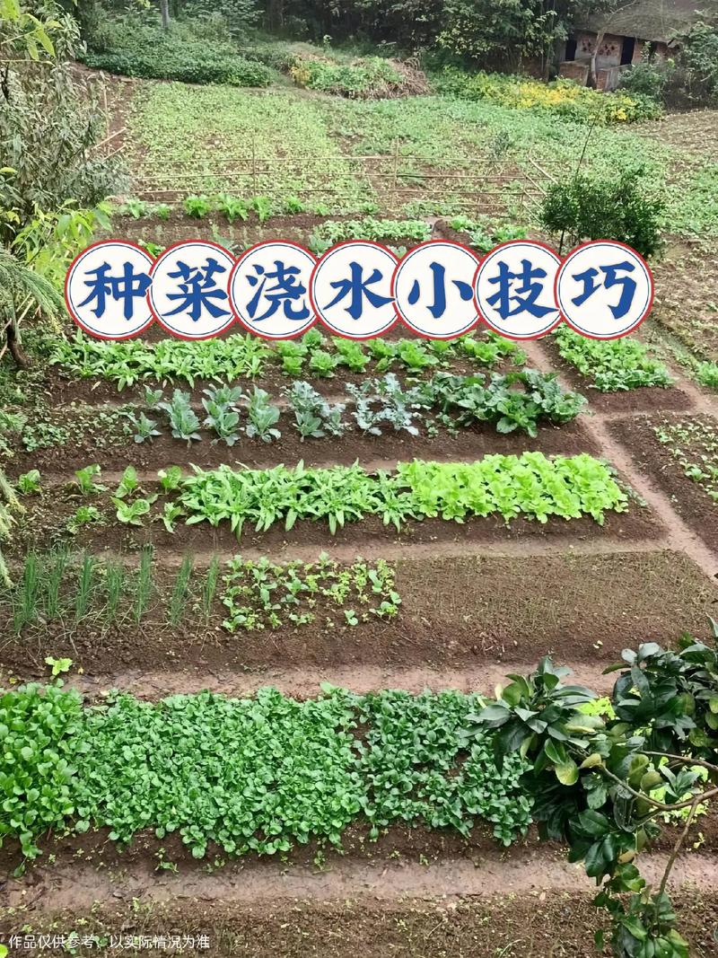 青菜种植技术视频,新手能快速学会吗?-图3 青菜种植技术视频,新手能快速学会吗?-图3