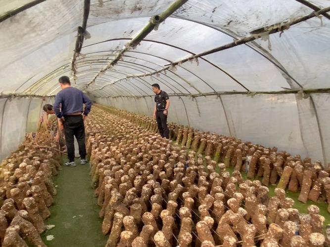 香菇高产栽培技术视频要点有哪些?-图1 香菇高产栽培技术视频要点有哪些?-图1