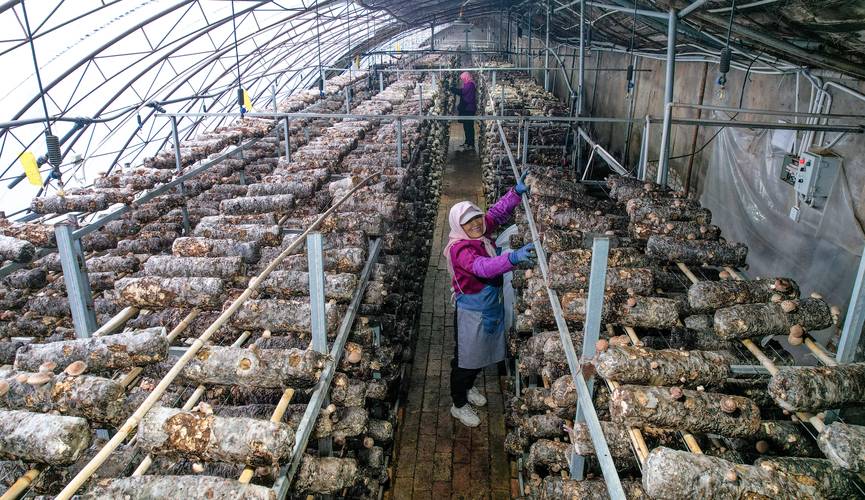 香菇高产栽培技术视频要点有哪些?-图2 香菇高产栽培技术视频要点有哪些?-图2