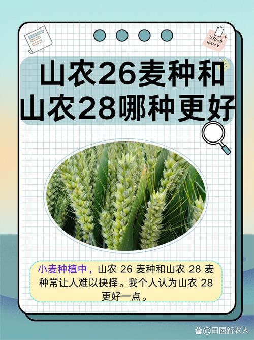 小麦品种河南山东,哪个更优?-图2 小麦品种河南山东,哪个更优?-图2