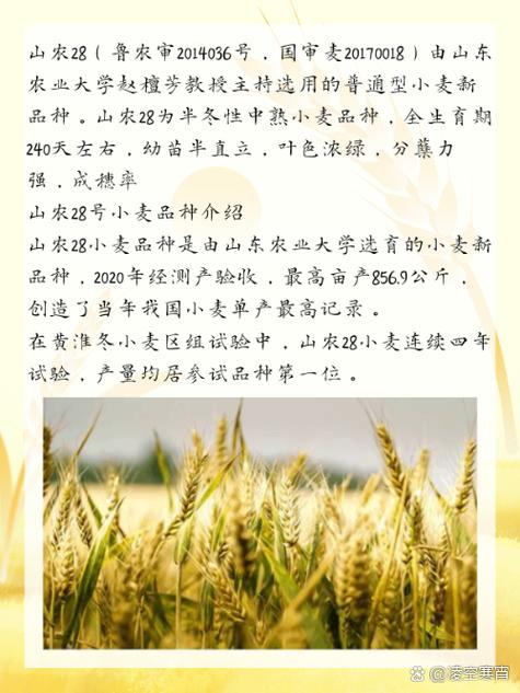 小麦品种河南山东,哪个更优?-图3 小麦品种河南山东,哪个更优?-图3