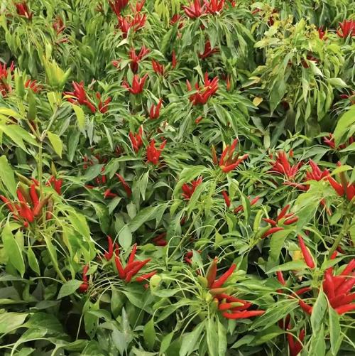 小米辣种植管理关键技术有哪些?-图1 小米辣种植管理关键技术有哪些?-图1