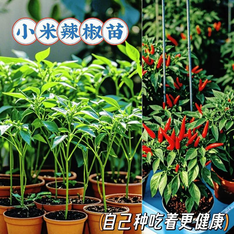小米辣种植管理关键技术有哪些?-图3 小米辣种植管理关键技术有哪些?-图3