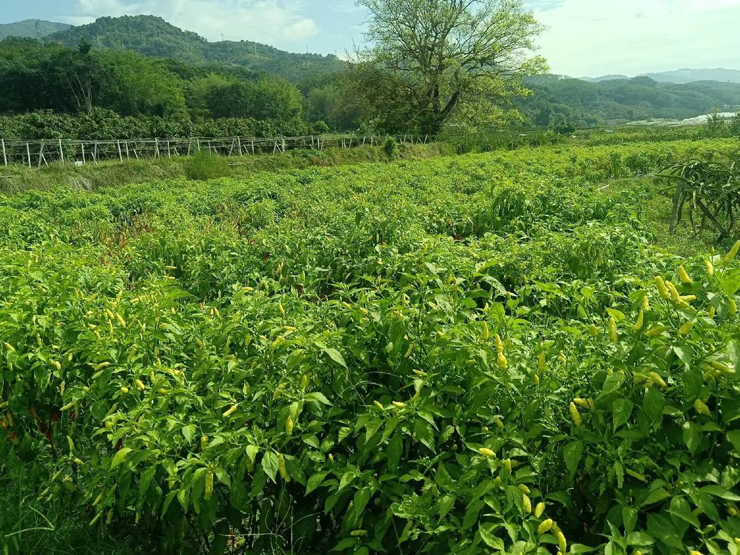 小米辣种植管理关键技术有哪些?-图2 小米辣种植管理关键技术有哪些?-图2