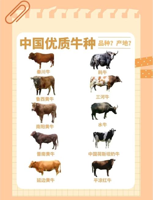 2025年养牛,哪个肉牛品种最赚钱?-图2 2025年养牛,哪个肉牛品种最赚钱?-图2