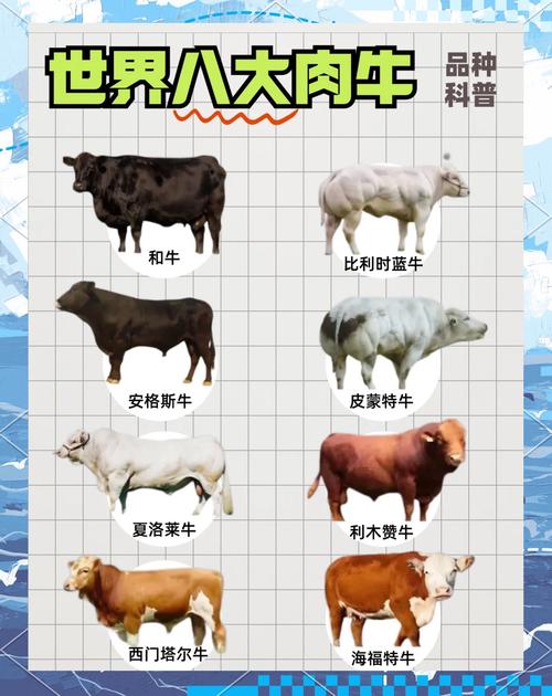 2025年养牛,哪个肉牛品种最赚钱?-图3 2025年养牛,哪个肉牛品种最赚钱?-图3