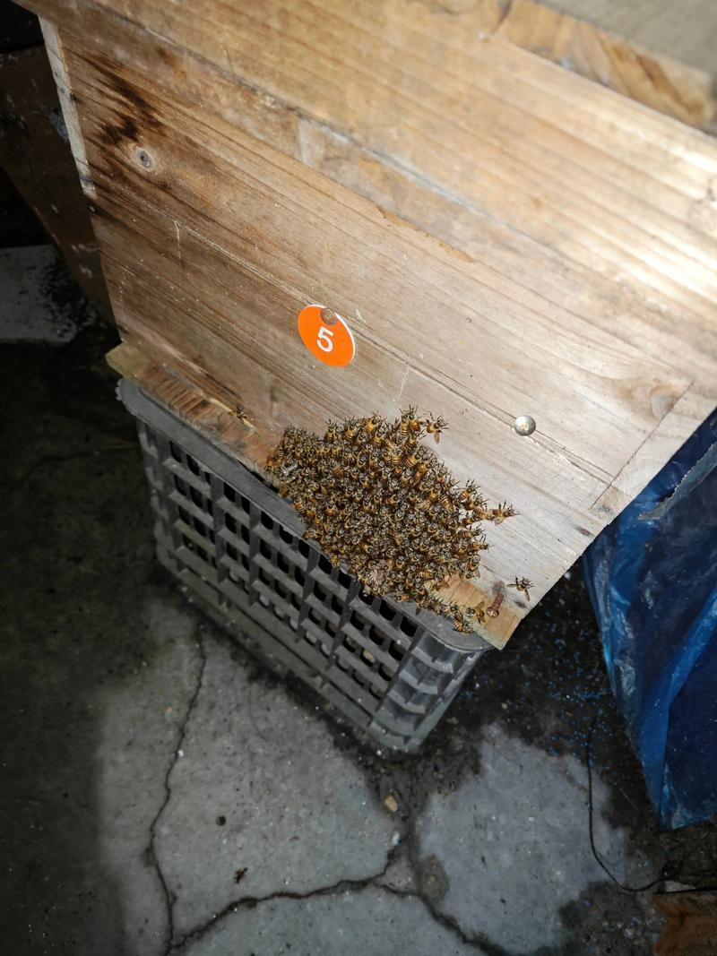 蜜蜂养殖成本与技术关键点有哪些?-图1 蜜蜂养殖成本与技术关键点有哪些?-图1