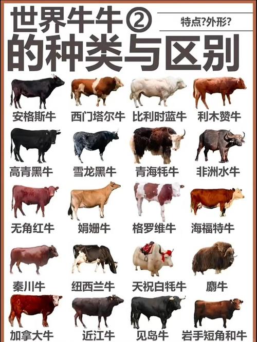 牛的品种哪个大又好?-图1 牛的品种哪个大又好?-图1