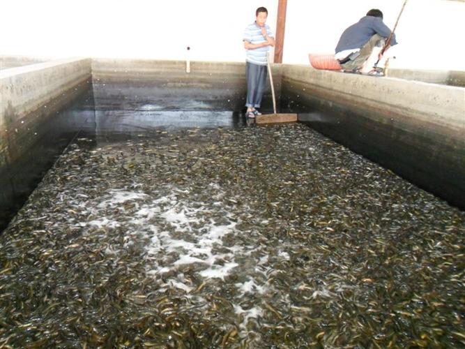 水泥池塘如何高效养殖泥鳅?-图3 水泥池塘如何高效养殖泥鳅?-图3