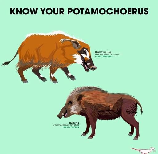 猪的地方品种与引入品种有何差异?-图1 猪的地方品种与引入品种有何差异?-图1