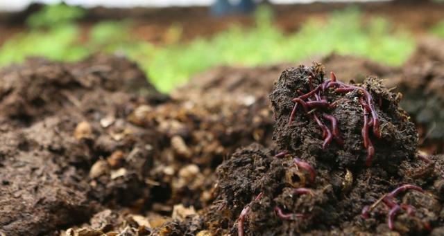牛粪养蚯蚓的技术视频-图1 牛粪养蚯蚓的技术视频-图1