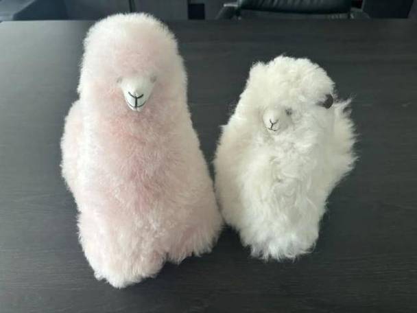 羊驼养殖视频全,新手能学会吗?-图2 羊驼养殖视频全,新手能学会吗?-图2