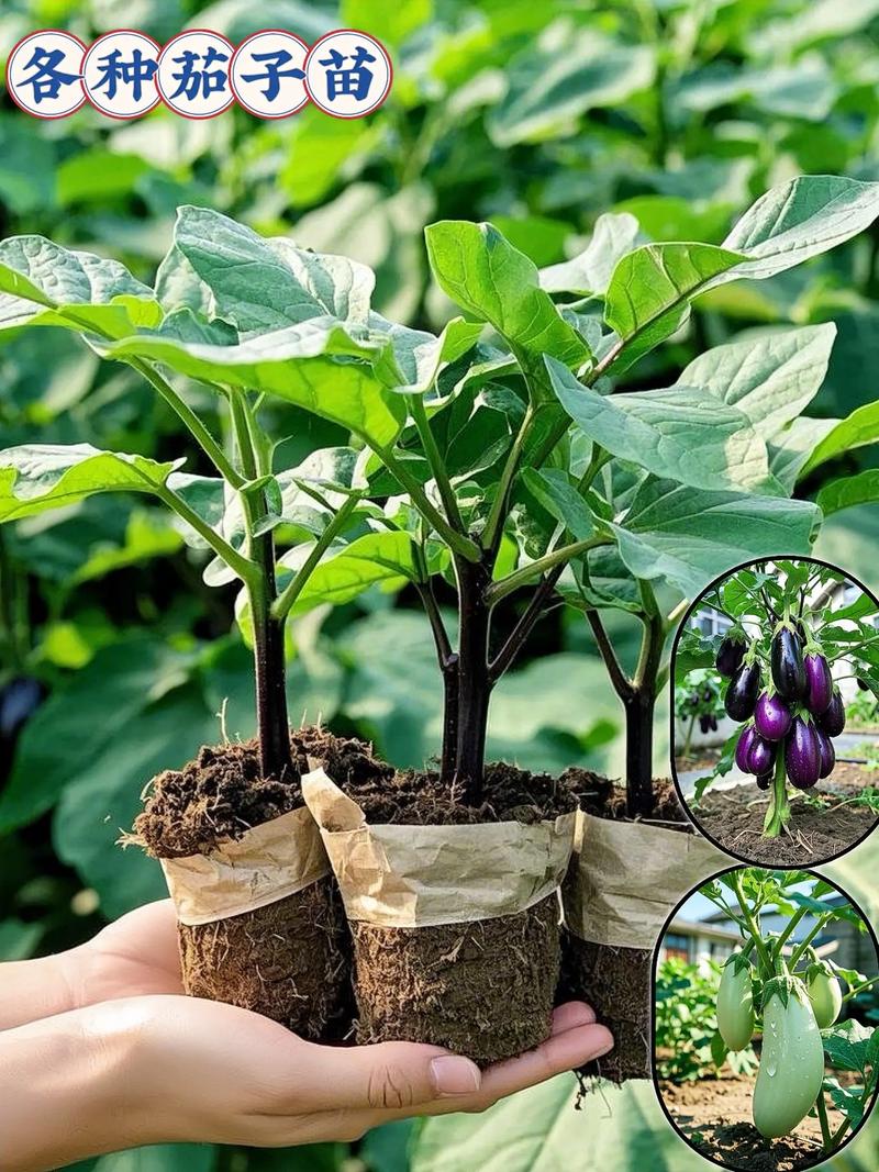 茄子高产栽培技术视频要点有哪些？-图2