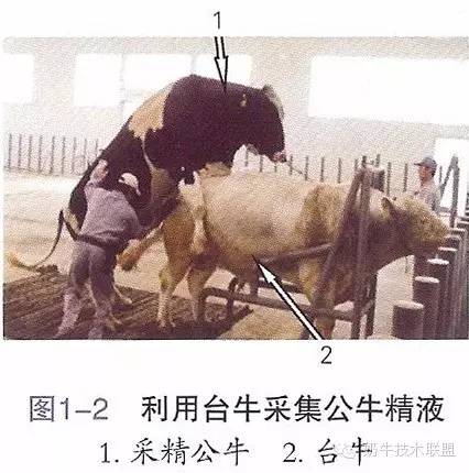 母牛人工受精技术关键步骤有哪些?-图2 母牛人工受精技术关键步骤有哪些?-图2
