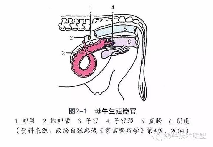 母牛人工受精技术关键步骤有哪些?-图1 母牛人工受精技术关键步骤有哪些?-图1