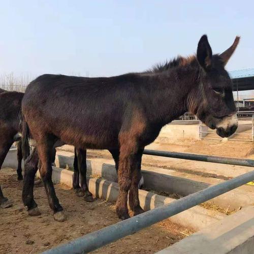 什么品种的驴最适合当肉驴？-图2