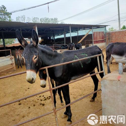 什么品种的驴最适合当肉驴？-图3