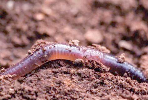 冬天养殖蚯蚓如何保温越冬？-图3