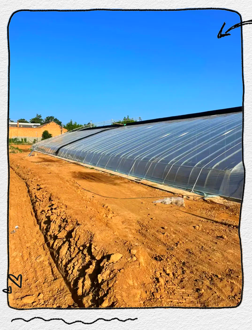 冬天塑料大棚管理技术有哪些关键要点？-图2