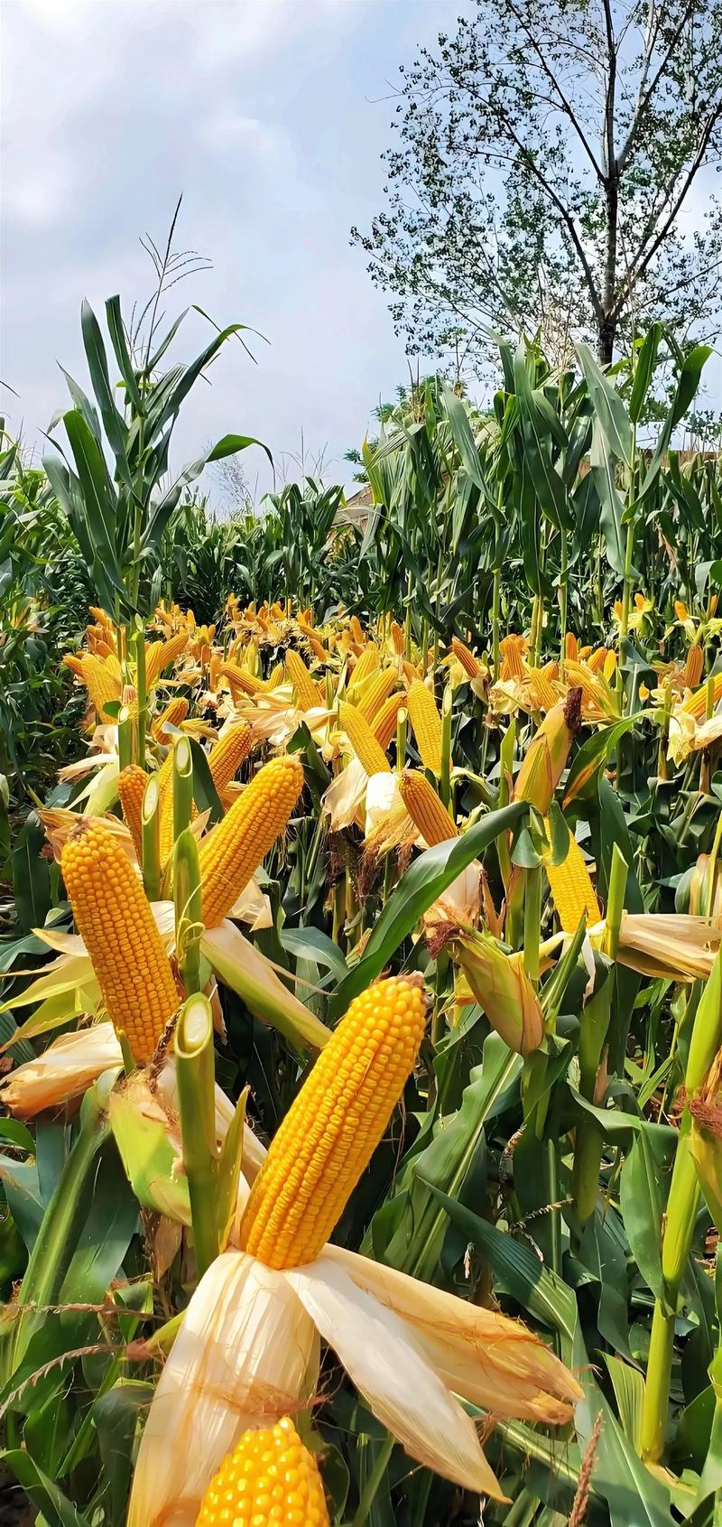 亩产2万收益的种植品种是什么?-图2 亩产2万收益的种植品种是什么?-图2