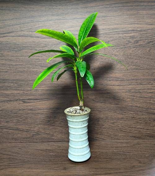 木本花卉盆栽有哪些品种-图3 木本花卉盆栽有哪些品种-图3