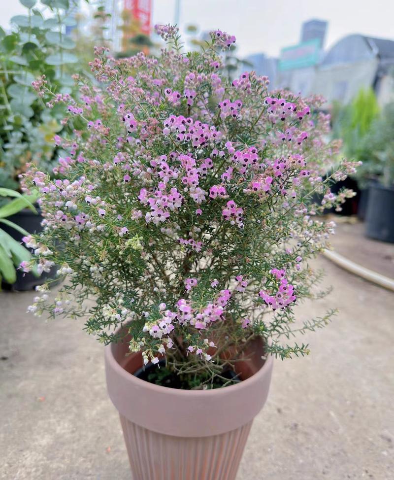 木本花卉盆栽有哪些品种-图1 木本花卉盆栽有哪些品种-图1