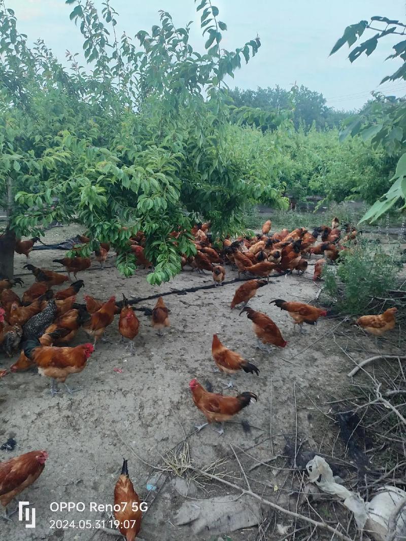 林下养鸡关键技术有哪些?-图1 林下养鸡关键技术有哪些?-图1