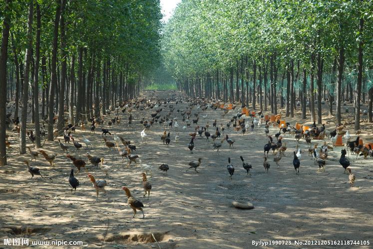 林下养鸡关键技术有哪些?-图2 林下养鸡关键技术有哪些?-图2