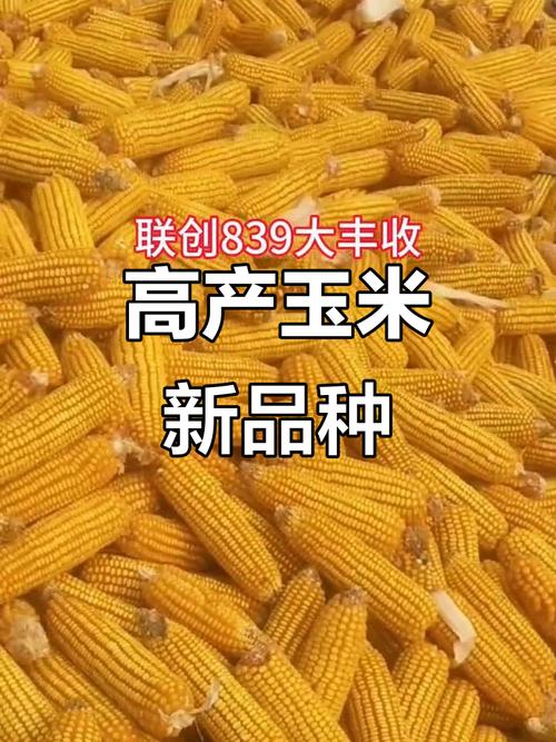 黑龙江玉米种子高产品种有哪些？-图2